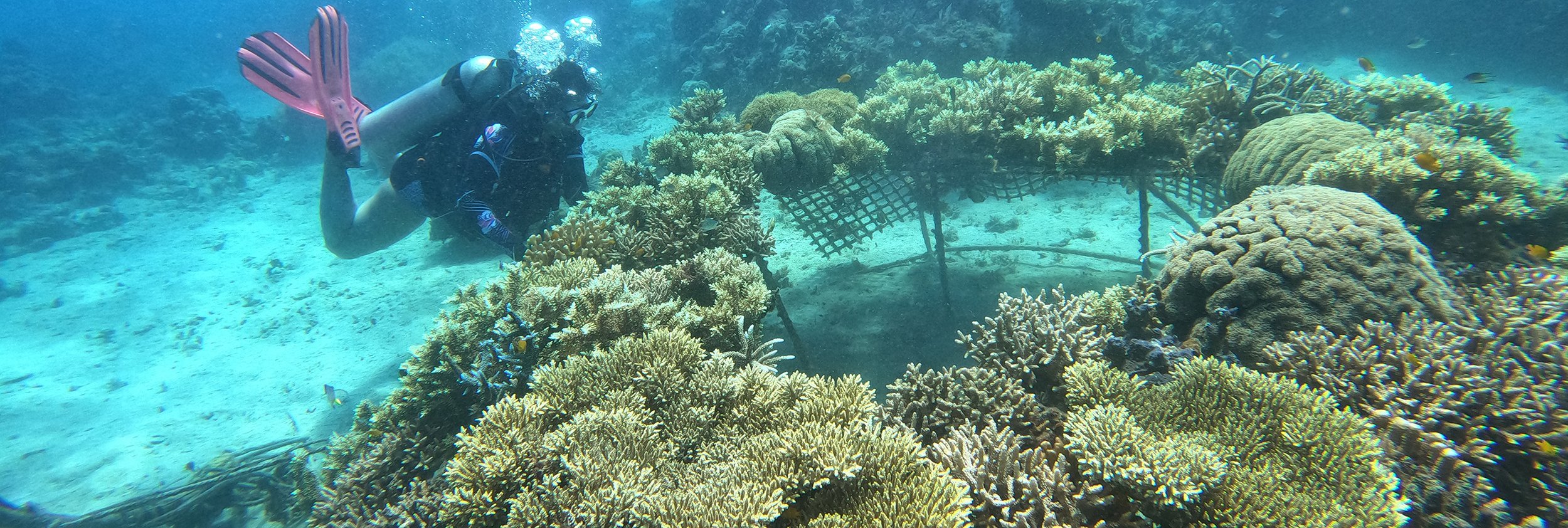 Reef Structure Deployment