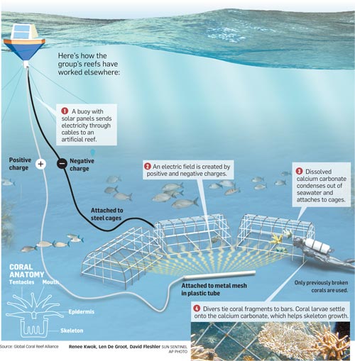 Growing Coral