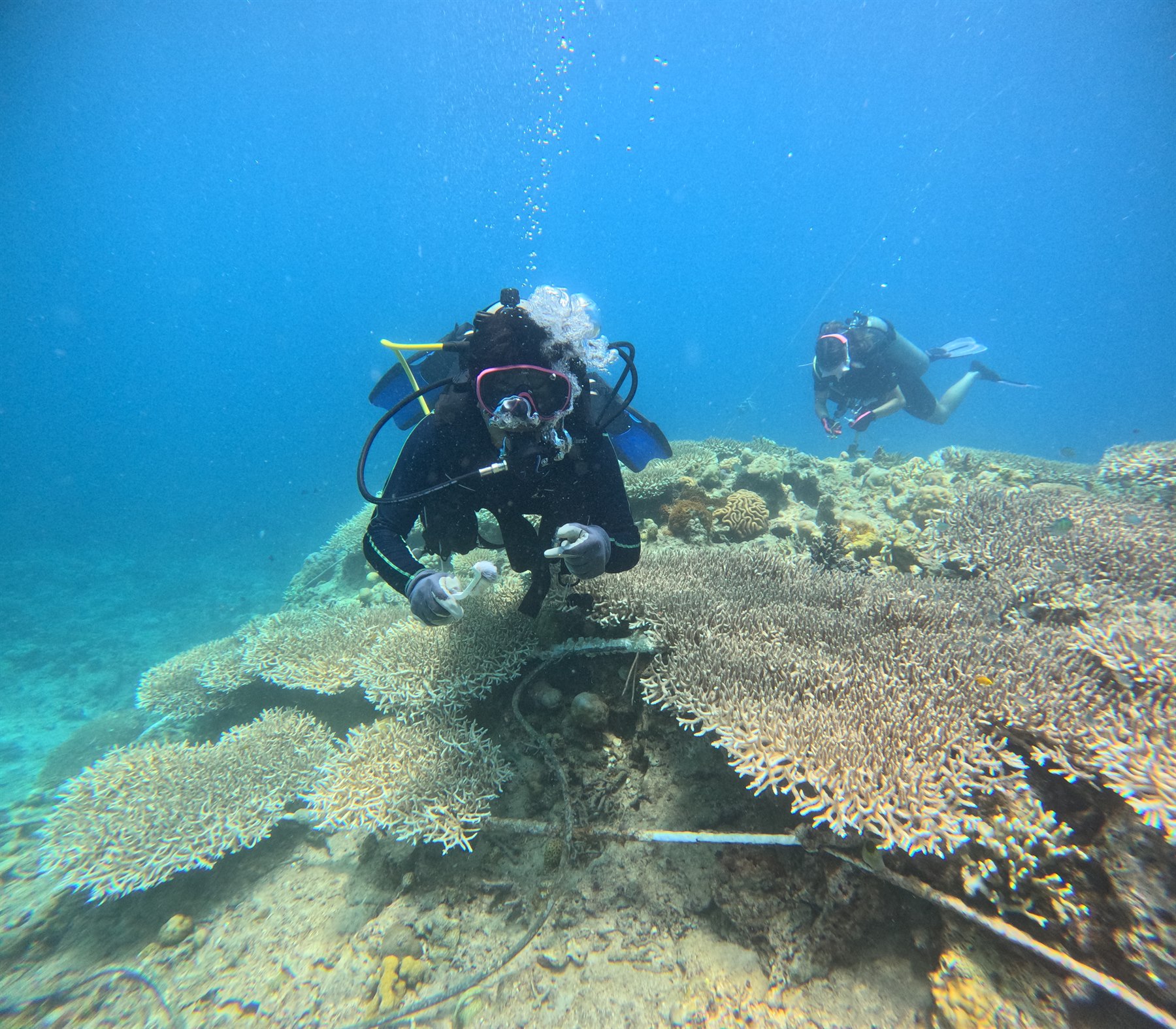 Table coral growing on a restoration structure