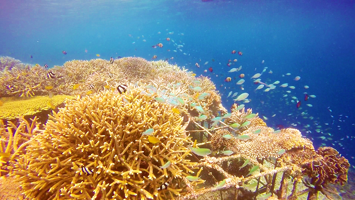 Coral Reef